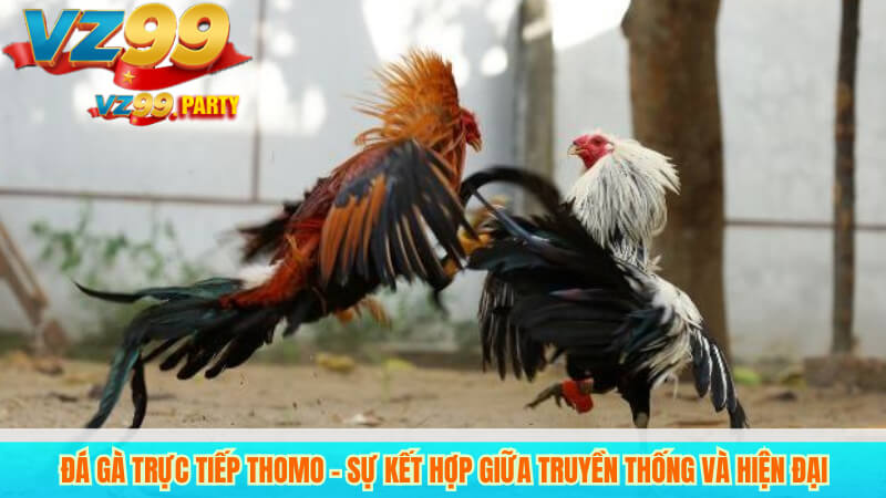 Đá gà trực tiếp thomo – Sự kết hợp giữa truyền thống và hiện đại